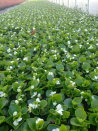 Produkcja Begonia Semperflorens