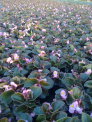 Produkcja Begonia Semperflorens